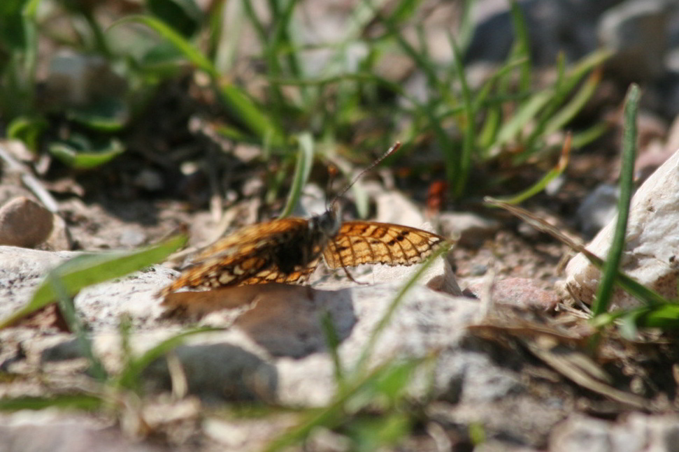 Melitaea   cinxia ? (brutte foto)